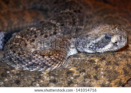 A deadly Western Diamondback Rattlesnake (Crotalus atrox) in Arizona, USA. Close-up macro of snake in a coiled position low on the ground in the desert.