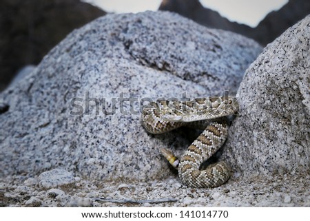 A Mojave or Mohave Rattlesnake (Crotalus scutulatus) rattles and flicks tongue in Arizona, USA.  This is the most dangerous snake in the USA. It is perhaps best known for its potent neurotoxic venom.