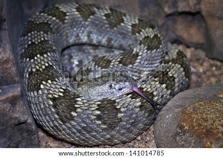 A Great Basin Rattlesnake (Crotalus oreganus lutosus) hides in a coiled position with tongue flicking and rattle visible in Arizona, USA.