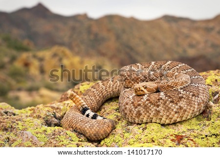 A deadly Western Diamondback Rattlesnake (Crotalus atrox) in Arizona, USA. Snake is coiled on a rock with rattle visible in the Superstition Mountains.