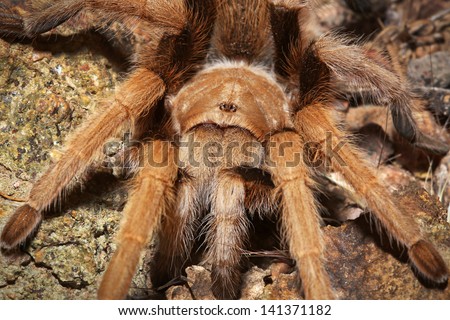 A HUGE female Aphonopelma chalcodes, commonly known as the Western Desert, Mexican Blond, or Arizona Blond Tarantula. Seen at night while hiking the Sonoran Desert around the Superstition Mountains.