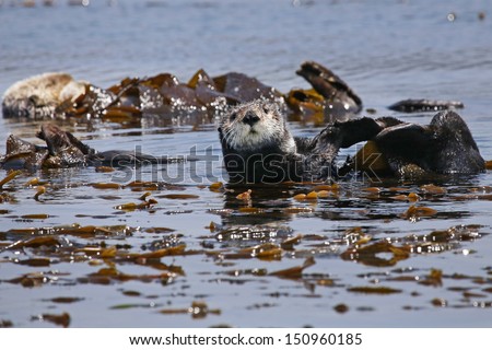 Endangered Sea Otters (Enhydra lutris) in Pacific Ocean (California). Many Otters are seen floating in the safety of the sea kelp.  California, USA.