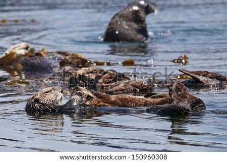 Endangered Sea Otters (Enhydra lutris) in Pacific Ocean (California). Many Otters (adults and sleeping babies) are seen floating in the safety of the sea kelp.  California, USA.