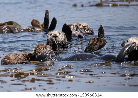 Endangered Sea Otters (Enhydra lutris) in Pacific Ocean (California). Many Otters (adults and babies) are seen floating in the safety of the sea kelp.  California, USA.