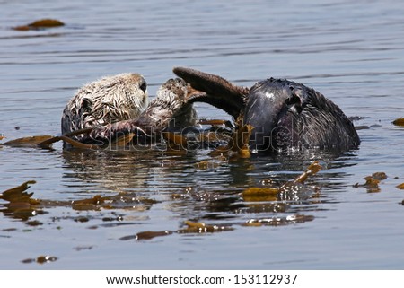 Endangered Sea Otter (Enhydra lutris) in Pacific Ocean (California). In the safety of the sea kelp, this adult Otter relaxes and grooms itself in the open ocean.