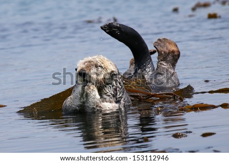 Endangered Sea Otter (Enhydra lutris) in Pacific Ocean (California). An adult Otter relaxes and grooms face in the safety of the sea kelp.