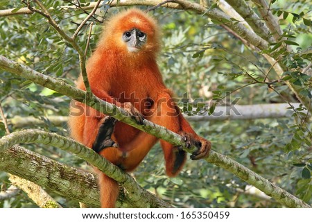 Rare Red or Maroon Leaf Monkey (Presbytis rubicunda) in the jungles of Borneo. This is a beautiful and brightly coloured Langur species. Here, a large and dominant male watches over his troop.
