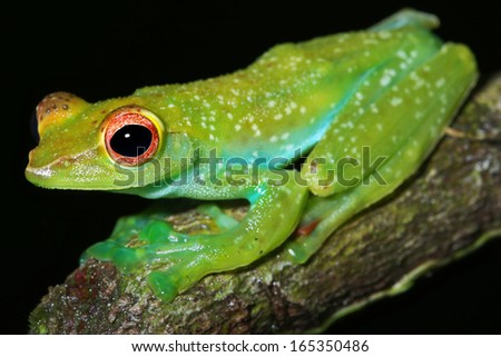The Endangered and beautiful rare Jade Tree Frog (Rhacophorus dulitensis) perches and watches in the rain forests of Malaysian Borneo. Habitat loss is the primary reason for its rarity.