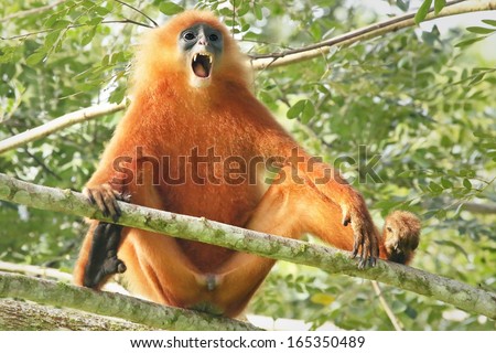 Rare Red or Maroon Leaf Monkey (Presbytis rubicunda) in the jungles of Borneo. This is a beautiful and brightly coloured Langur species. Here, a large and dominant male opens mouth and shows teeth.