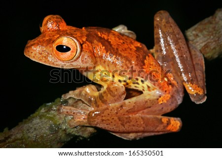 Harlequin Flying Frog (Rhacophorus pardalis) perches and watches in the rain forests of Malaysian Borneo. Large webbed feet are fanned out to allow the frog to glide long distances through the air.