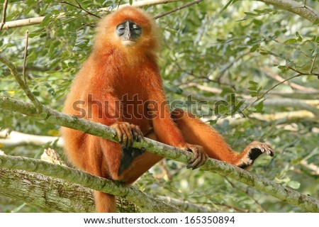 Rare Red or Maroon Leaf Monkey (Presbytis rubicunda) in the jungles of Borneo. This is a beautiful and brightly coloured Langur species. Here, a large and dominant male watches over his troop.