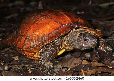 Endangered Spiny Turtle (Heosemys spinosa) emerges from shell & looks at camera in the jungles of Borneo. So named due to the sharp, pointed, spiky-edged carapace, & spiny keel. AKA Cog-wheel Turtle.
