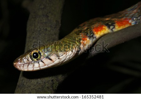 Red-sided or Triangle Keelback Snake (Xenochrophis trianguligera) in the rain forests of Borneo (Danum Valley, Sabah). This attractive snake inhabits moist, lowland primary rainforest.