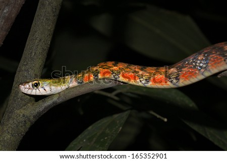 Red-sided or Triangle Keelback Snake (Xenochrophis trianguligera) in the rain forests of Borneo (Danum Valley, Sabah). This attractive snake inhabits moist, lowland primary rainforest.