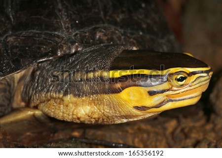 Endangered Amboina Box Turtle (Cuora amboinensis) looks sideways at the camera n the jungles of Borneo. AKA Malayan or Malaysian or Southeast Asian Box Turtle. This is an unidentified subspecies.