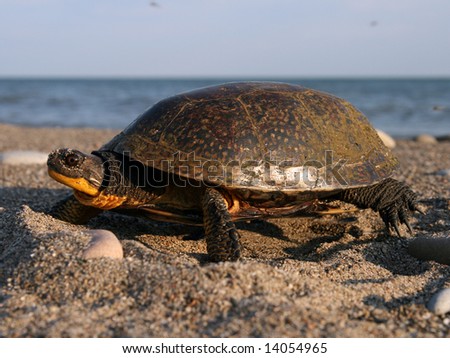 A Nesting Female Blanding\'s Turtle (she has just finished laying, and is bringing in sand with her hind limb and tamping it down with her plastron)