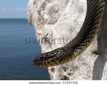 The Highly Endangered Lake Erie Watersnake (Nerodia Sipedon Insularum ...