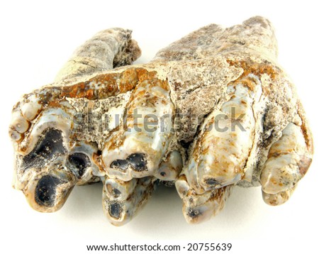 dinosaur molar tooth