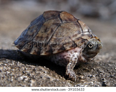 Razorback Musk Turtle Hatchling