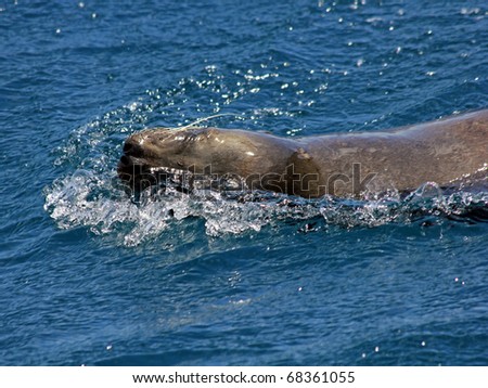A Galapagos Sea Lion (Zalophus wollebaeki) swimming in the open ocean near the Galapagos Islands