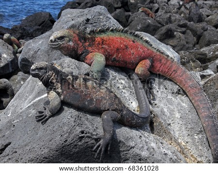 A male and female Marine Iguana (Amblyrhynchus cristatus) in the Galapagos Islands (Floreana Island)