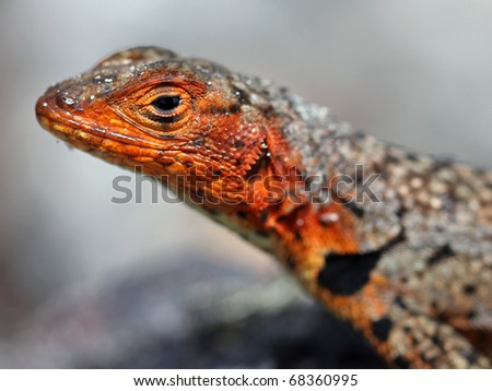 A Lava Lizard (Tropidurus sp.) in the Galapagos Islands (Isabela Island)