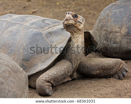 Galapagos Giant Tortoises (Geochelone nigra) in the Galapagos Islands (Isabela Island)
