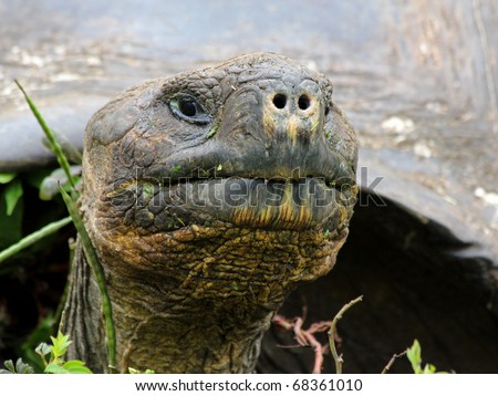 A Galapagos Giant Tortoise (Geochelone nigra) in the Galapagos Islands (Santa Cruz Island)