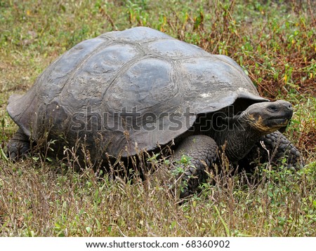 A Galapagos Giant Tortoise (Geochelone nigra) in the Galapagos Islands (Santa Cruz Island)