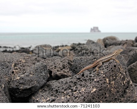 A Lava Lizard (Tropidurus sp.) in the Galapagos Islands (Isabela Island)--Kicker Island in background