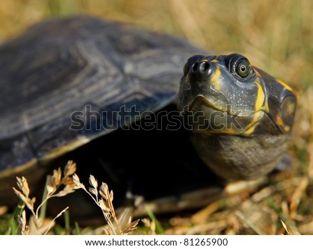 Yellow-spotted Amazon River Turtle (Podocnemis unifilis)