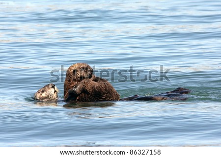 An Endangered Sea Otter (Enhydra lutris nereis) and Her Baby Play in the Waters of California
