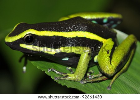 Three-striped Poison Dart Frog (Ameerega trivittata) in the Peruvian Amazon