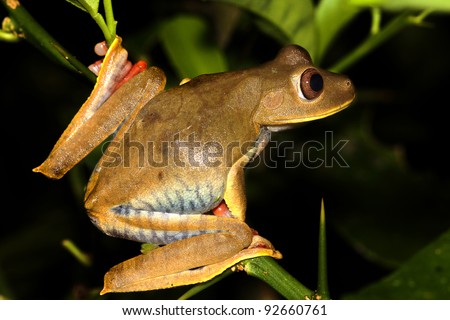 The Map Treefrog (Hypsiboas geographicus) in the Peruvian Amazon\
\
Isolated with space for text