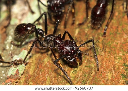 Bullet Ants in the Peruvian Amazon: the most painful and dangerous stinging insect in the WORLD!