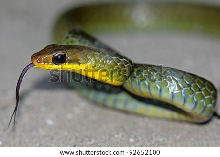 The Long-tailed Machete Savane (Chironius multiventris) flicks its tongue and rears up defensively in the Peruvian Amazon