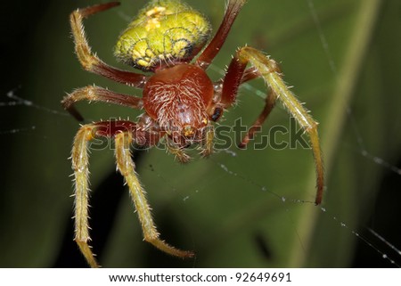 A Scary, Colorful Spider in its Web in the Peruvian Amazon