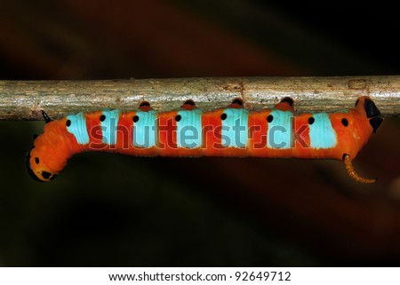 A NEON red and blue Caterpillar from the Peruvian Amazon