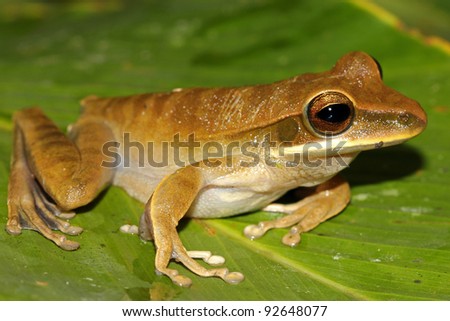 A big and beautiful Basin Treefrog (Hypsiboas lanciformis) takes a casual pose in the Peruvian Amazon