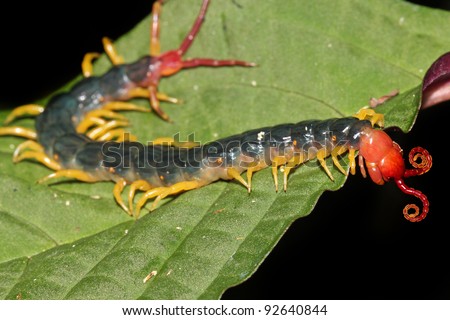 The extremely venomous Peruvian Giant Yellow-leg or Amazonian Giant Centipede (Scolopendra gigantea). These eat everything from insects to birds! Isolated on black, space for text. (Peruvian Amazon)