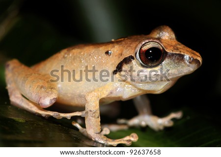 The Peruvian Rain Frog (Pristimantis peruvianus) in the Amazon jungle