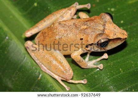 The Peruvian Rain Frog (Pristimantis peruvianus) in the Amazon jungle