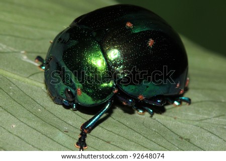 A Shiny Beetle with small Red Parasites in the Peruvian Amazon