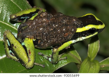 Three-striped Poison Dart Frog (Ameerega trivittata) with TADPOLES on its back in the Peruvian Amazon\
\
(over 50 tadpoles are quite visible)