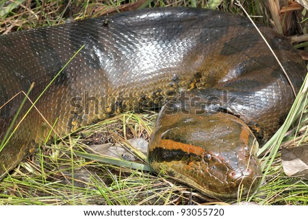 Giant Amazon Anaconda