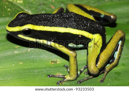 Three-striped Poison Dart Frog (Ameerega trivittata) in the Peruvian Amazon Isolated with space for text
