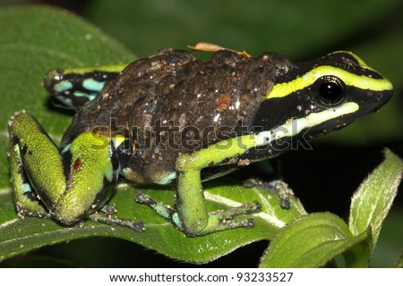 Three-striped Poison Dart Frog (Ameerega trivittata) with TADPOLES on its back in the Peruvian Amazon\
\
(over 50 tadpoles are quite visible)