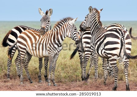 Wild Zebra gather in a group and watch for predators in all directions in the plains of the Serengeti, Tanzania, Africa.
