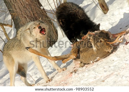 Wild Gray Wolves Feed on a Deer Carcass (this is a wild pack photographed from a blind)