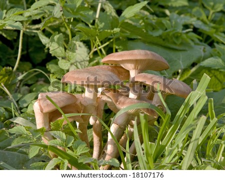 Big family of honey agarics in a green grass